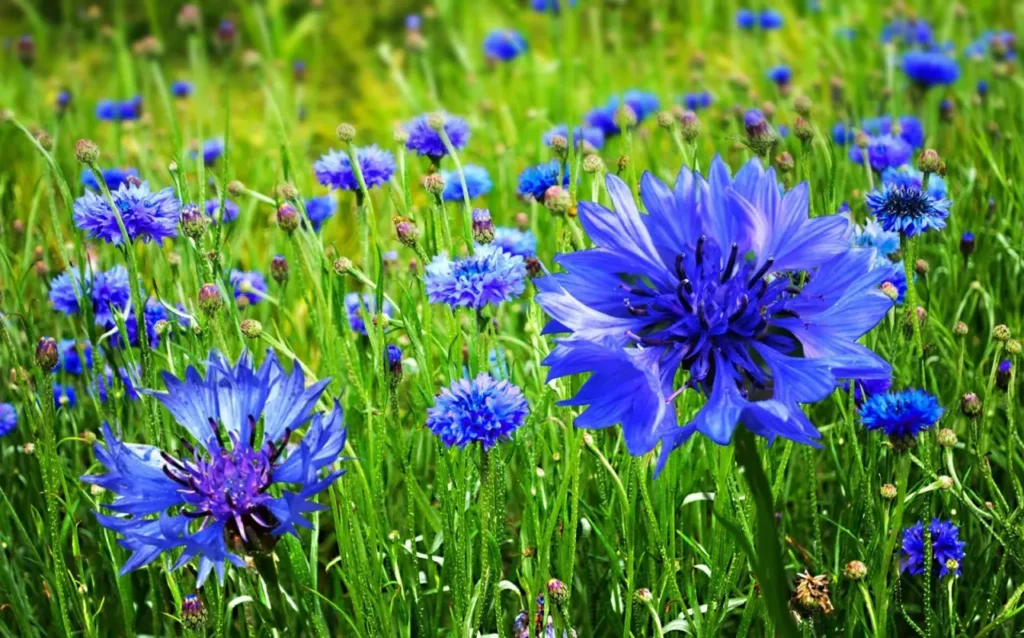 The-top-five-most-famous-and-beloved-flowers-in-germany-2