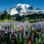 The-top-seven-most-famous-flowers-in-the-united-states-9