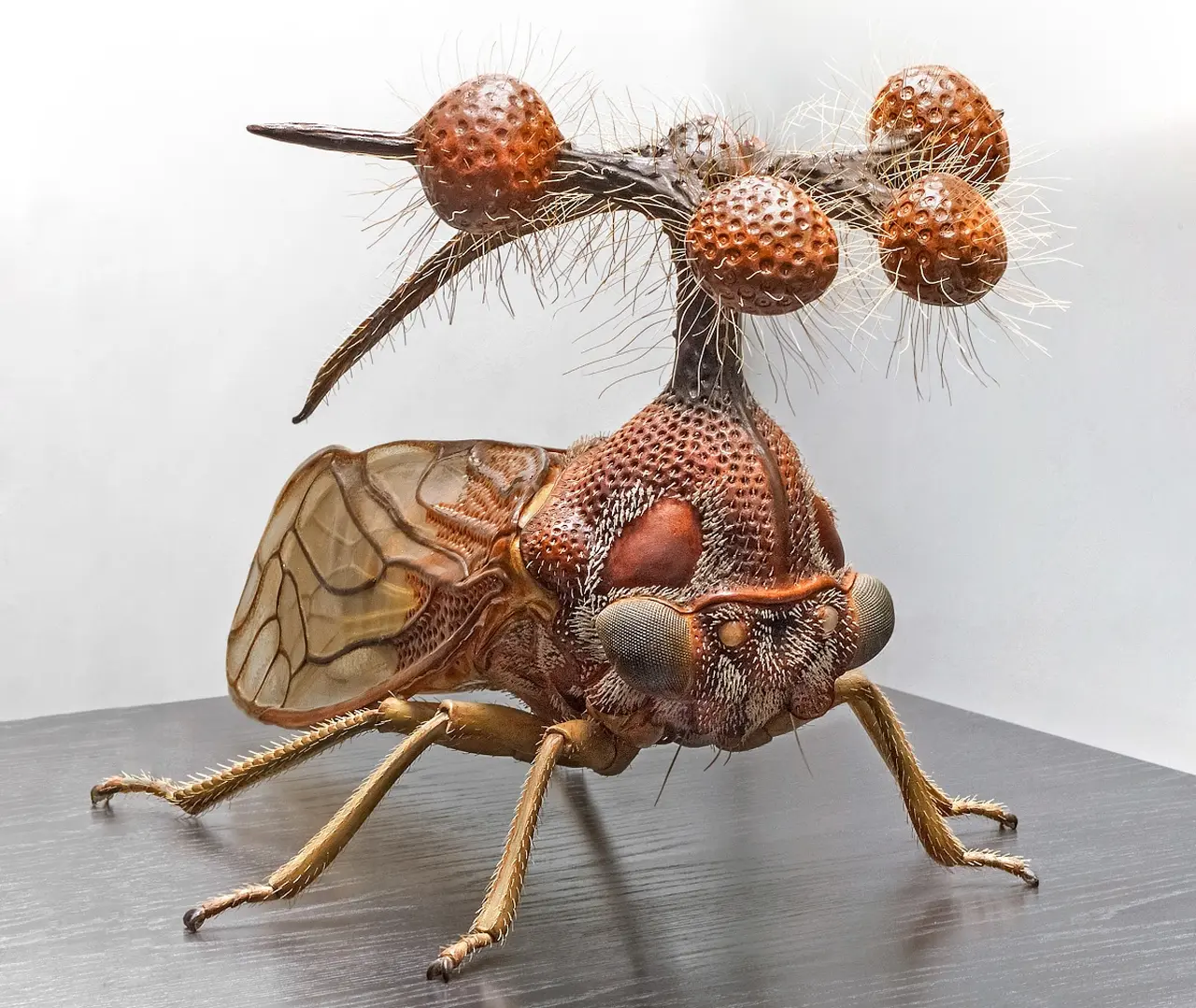 The-ugliest-insect-species-in-the-world-9