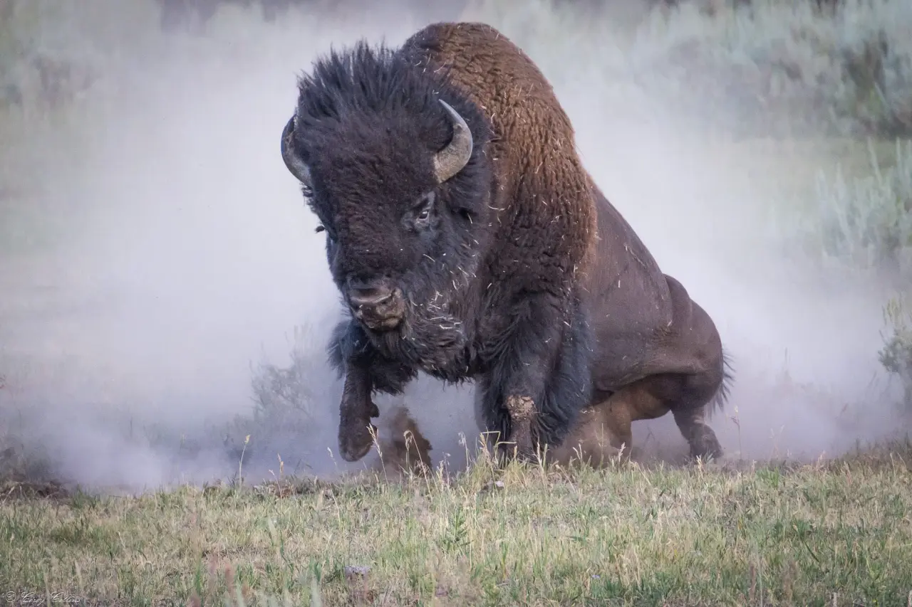 The Wild Bison 2
