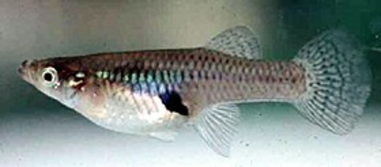 Fish species with the shortest lifespan 3