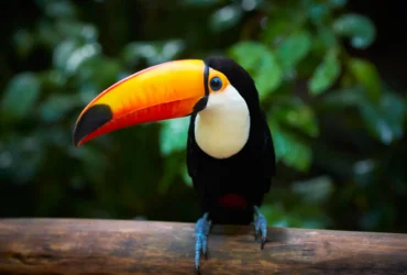 Toco Toucan 9