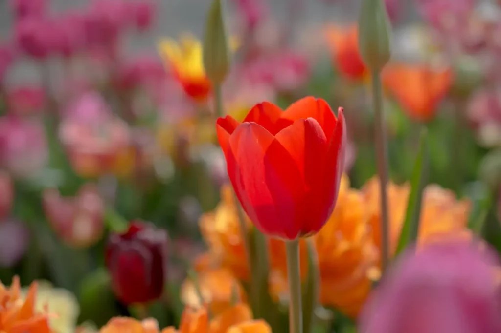 Tulips (6)