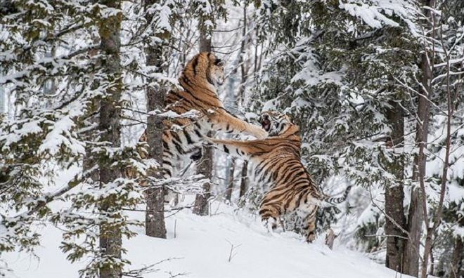 Two Male Siberian Tigers Fiercely Battled For A Mate In The Snowy Forest 1