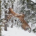 Two Male Siberian Tigers Fiercely Battled For A Mate In The Snowy Forest 4
