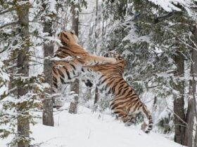 Two Male Siberian Tigers Fiercely Battled For A Mate In The Snowy Forest 4