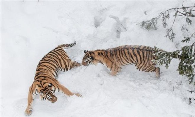 Two Male Siberian Tigers Fiercely Battled For A Mate In The Snowy Forest 5