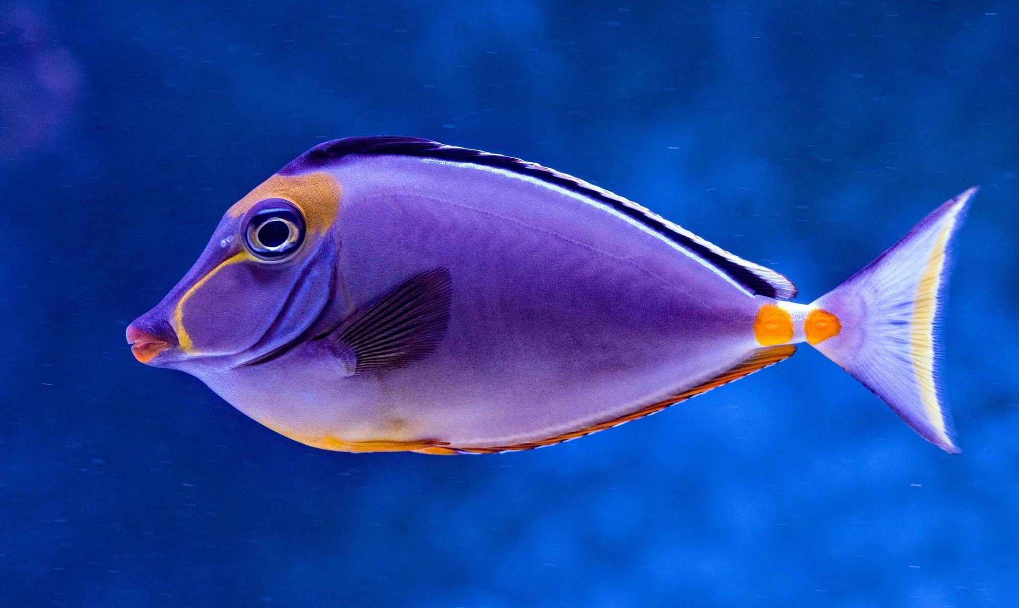 Types of standout purple fish that you should own 10