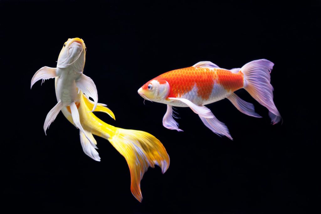 Orange-colored fish 10