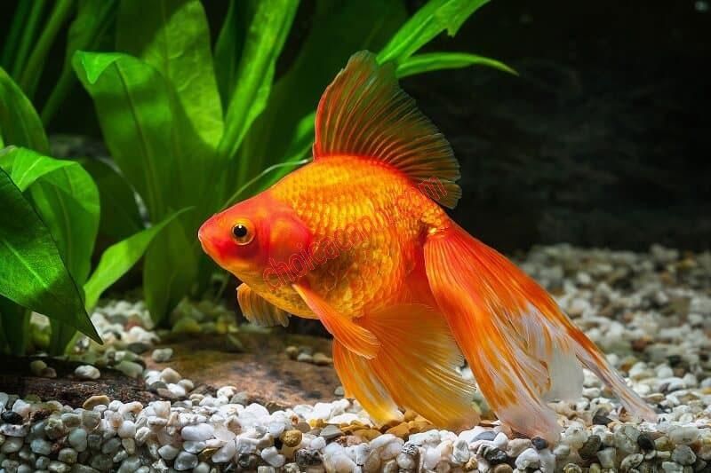 Orange-colored fish 2