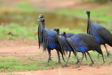 Vulturine Guineafowl 30