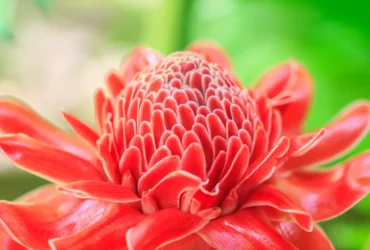 Waratah Flower (10)