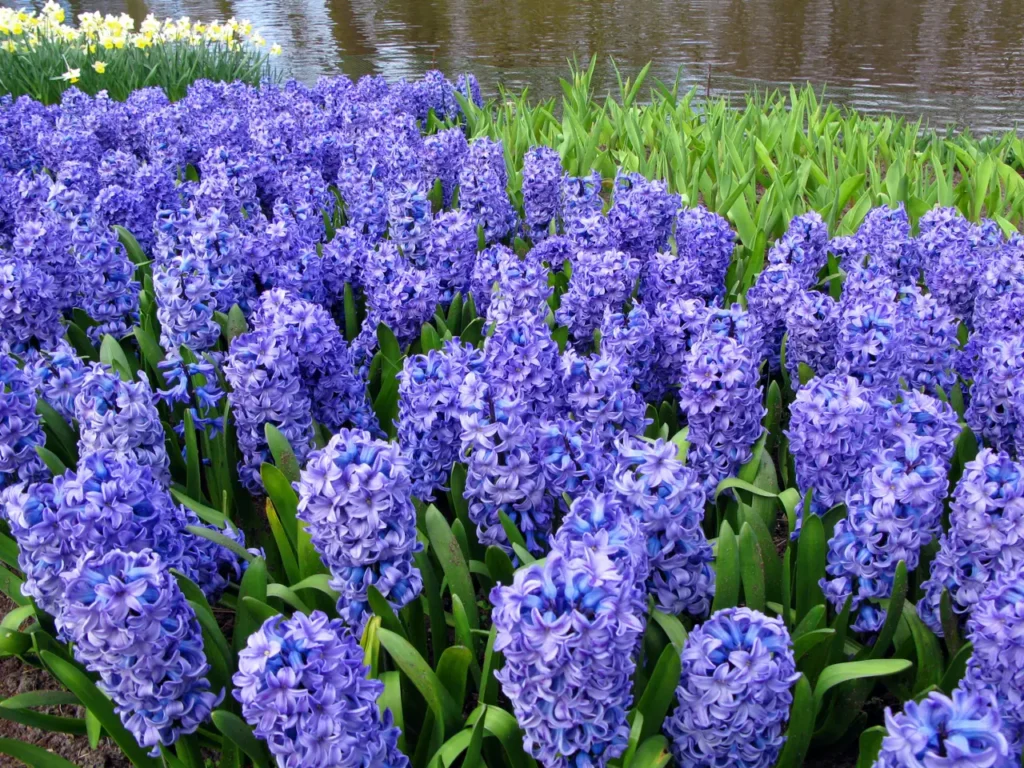 Water Hyacinth (1)