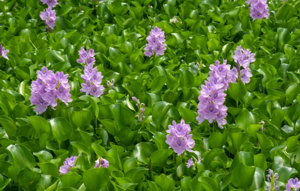 Water Hyacinth (10)
