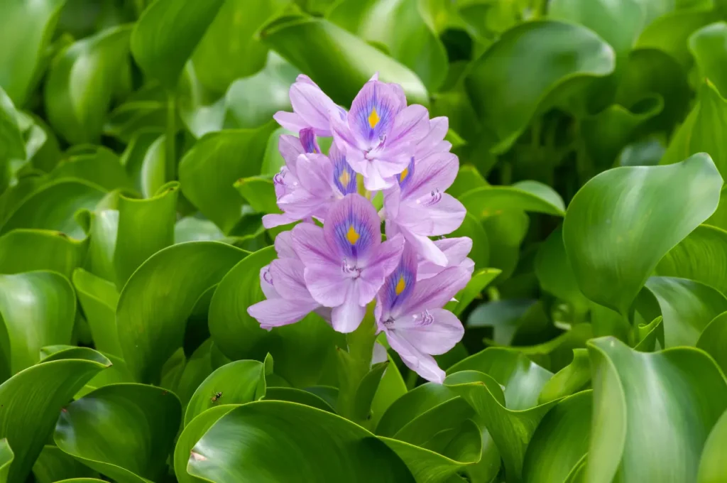Water Hyacinth (11)