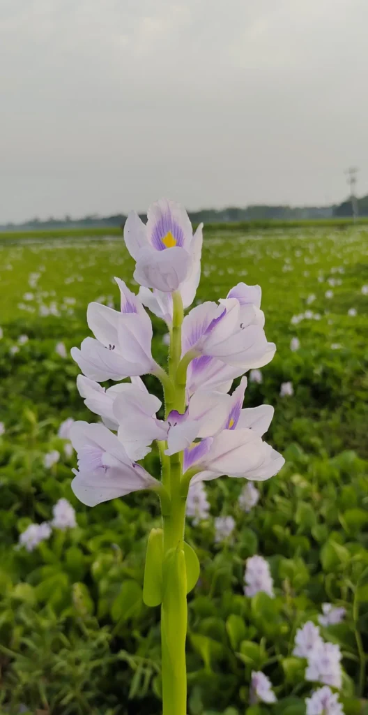 Water Hyacinth (12)