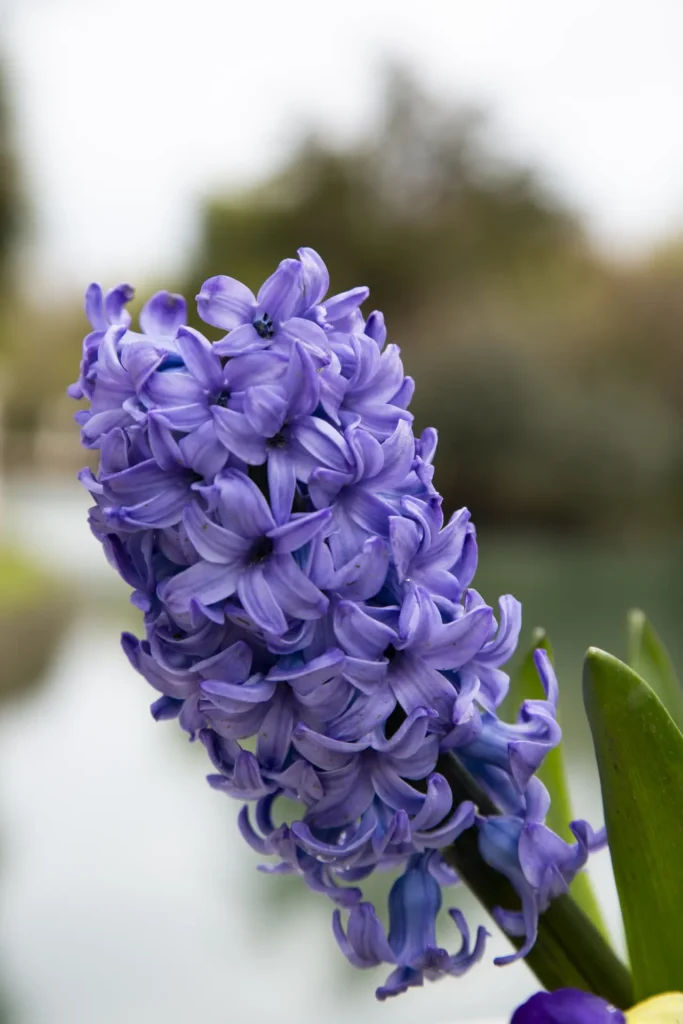 Water Hyacinth (16)