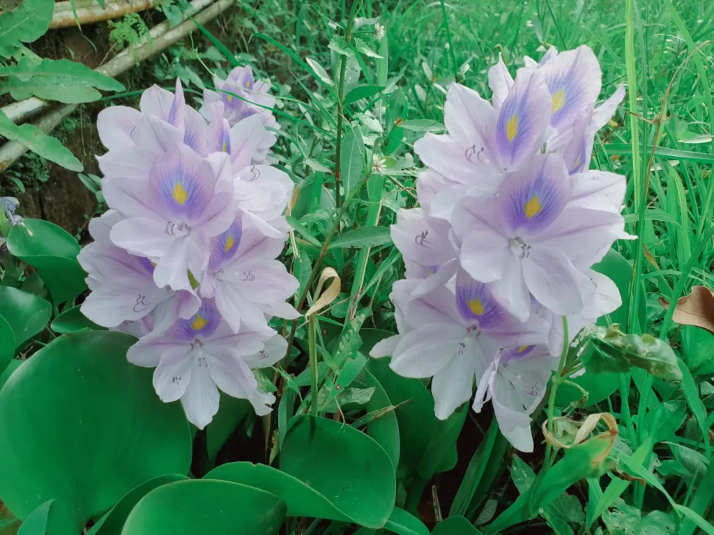 Water Hyacinth (18)