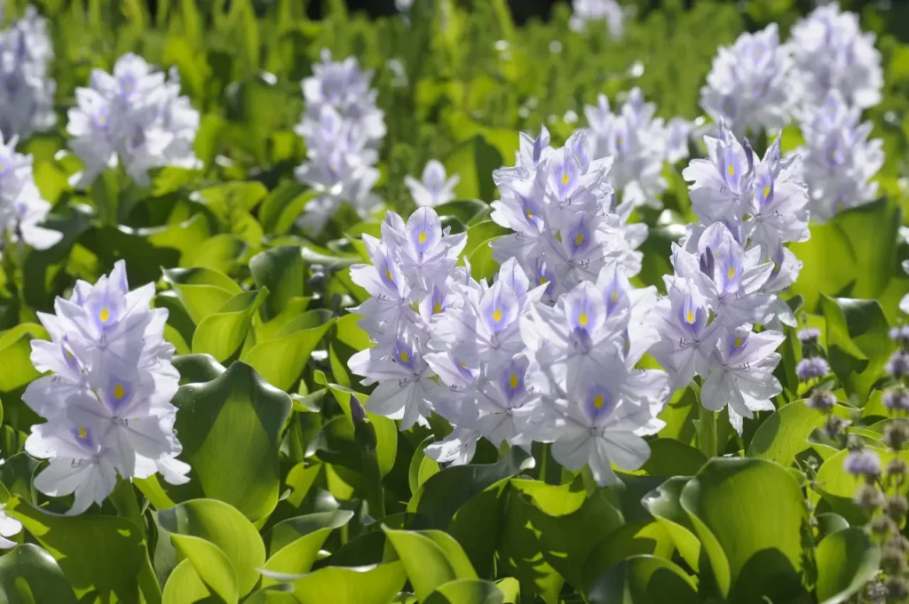 Water Hyacinth (2)