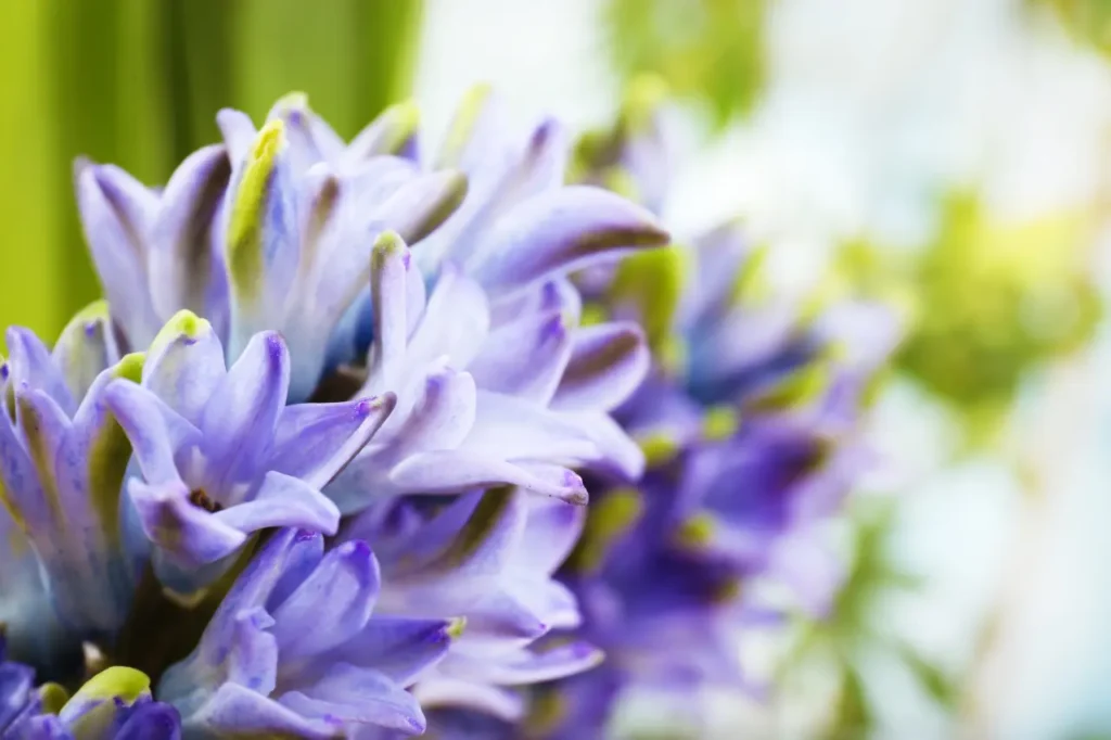 Water Hyacinth (5)