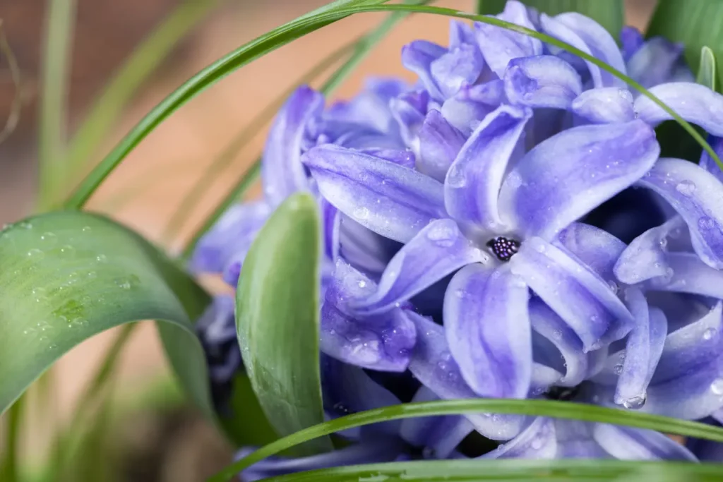 Water Hyacinth (7)