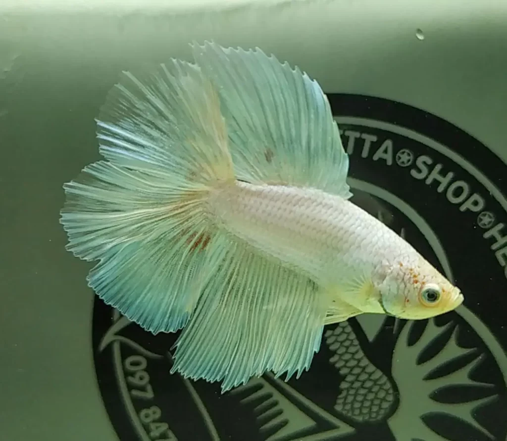 white-fish-species-1