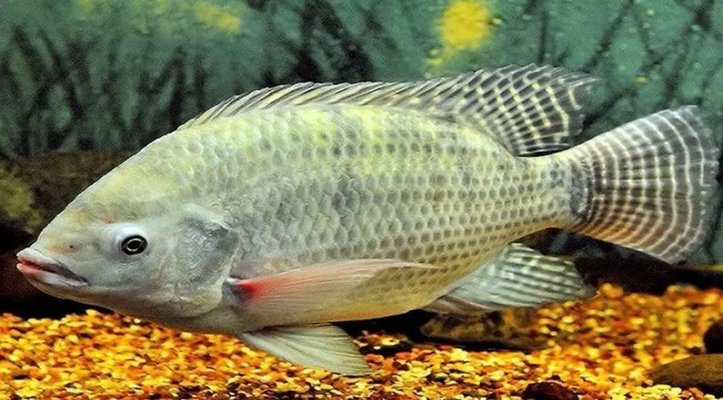 White-fish-species-10