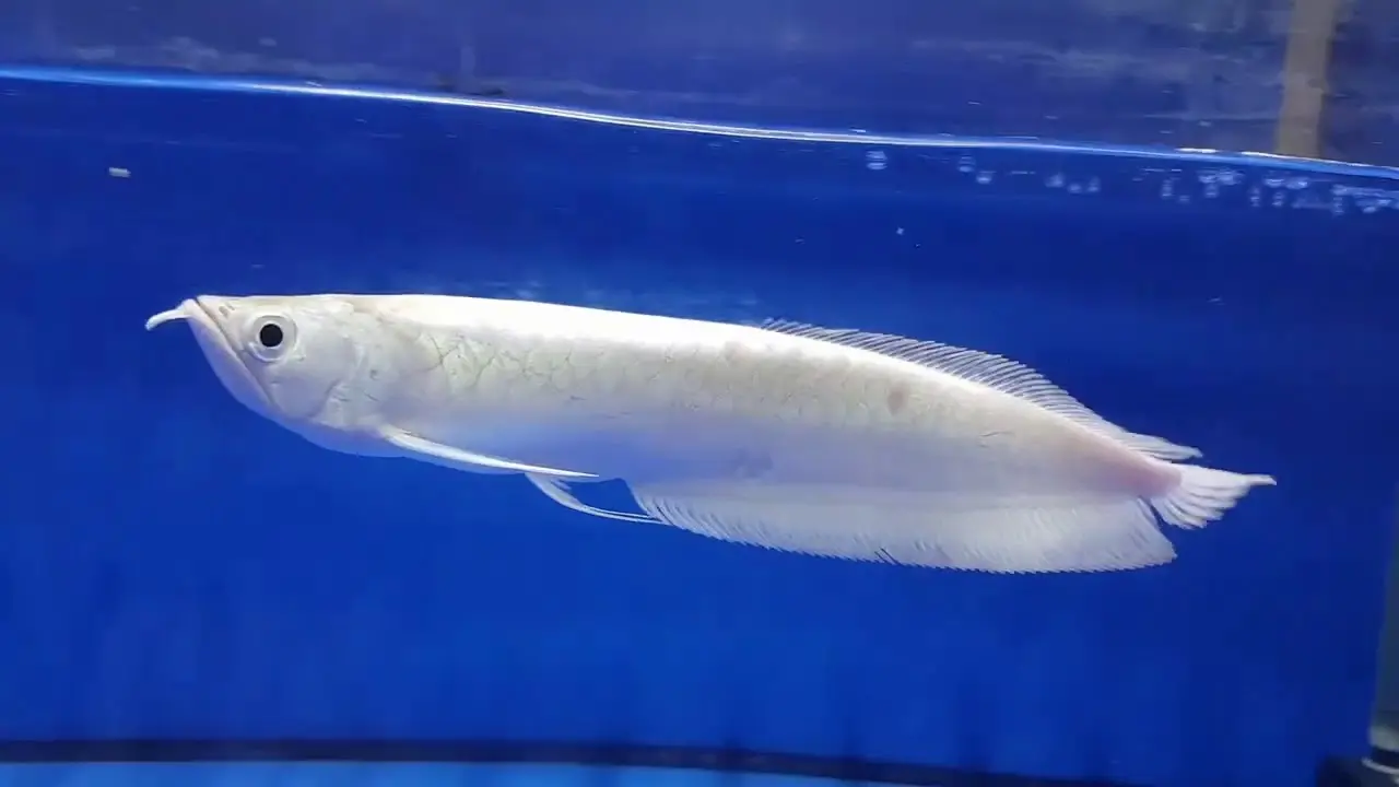 white-fish-species-2