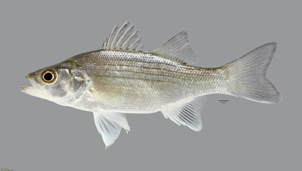white-fish-species-7