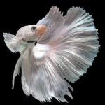 White fish species 9