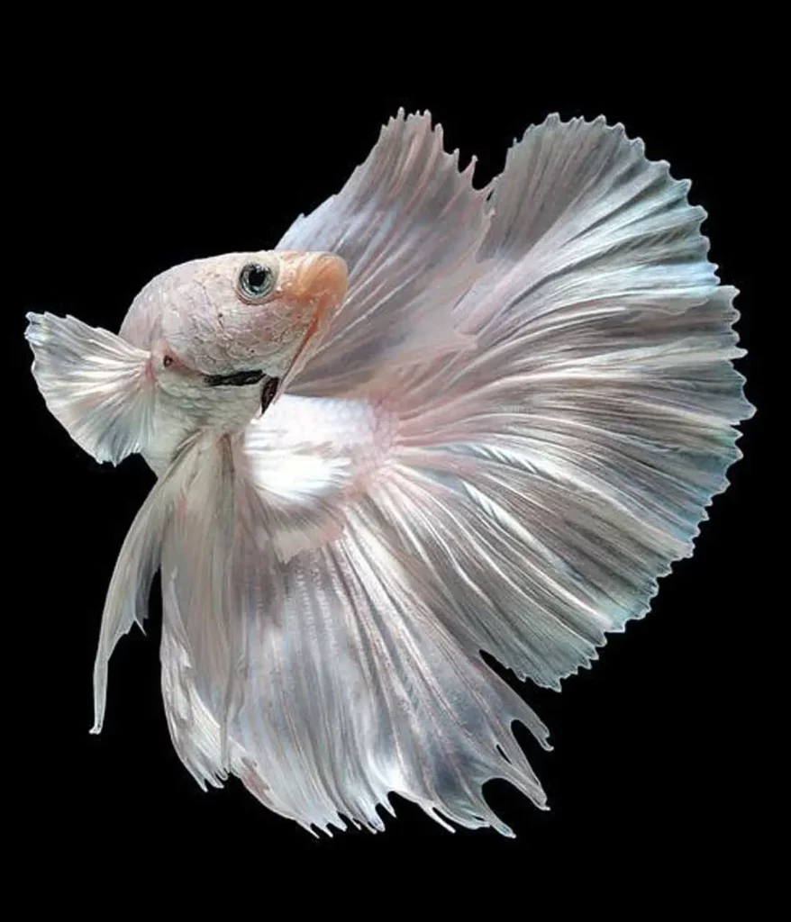 White-fish-species-9