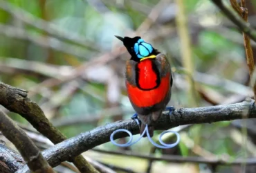 Wilson’s Bird-of-paradise 13