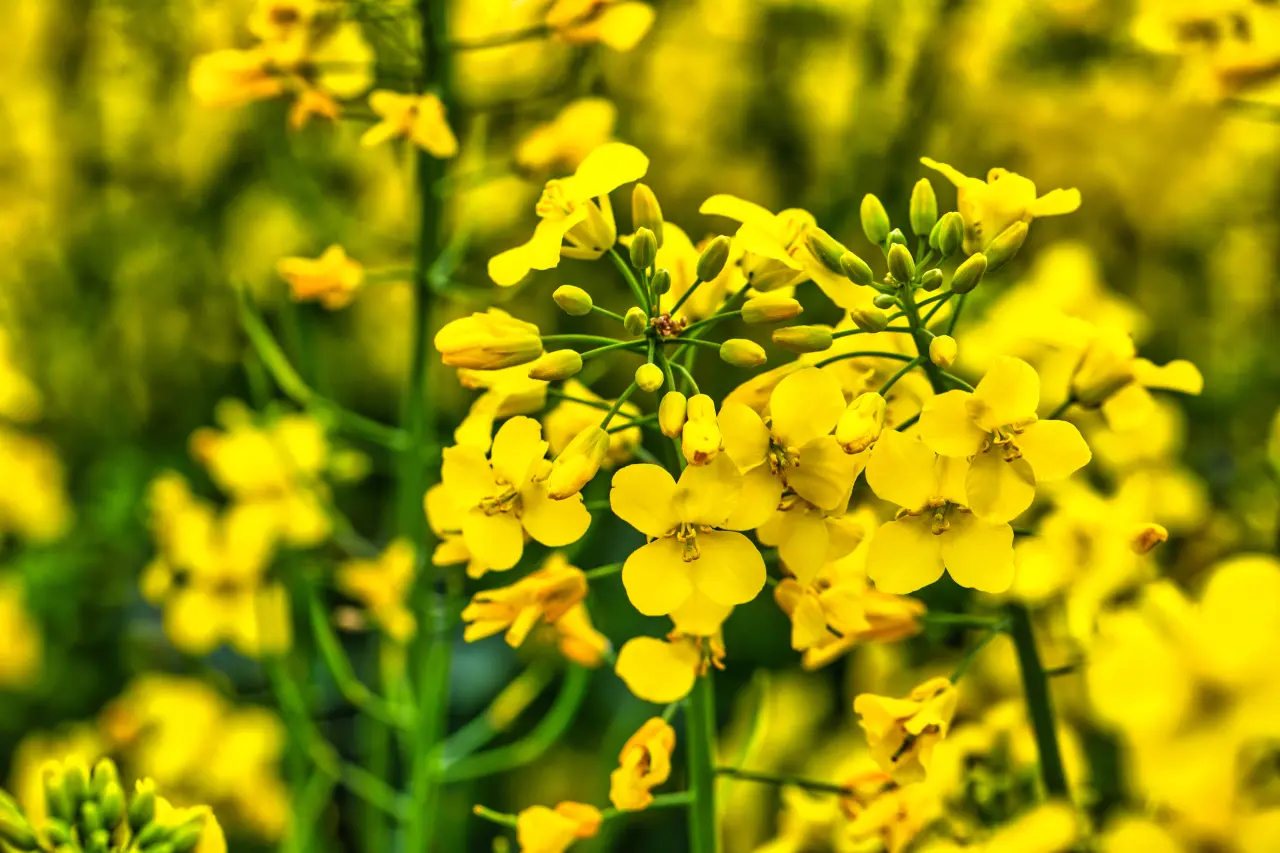 Yellow Rapeseed Flower (4)