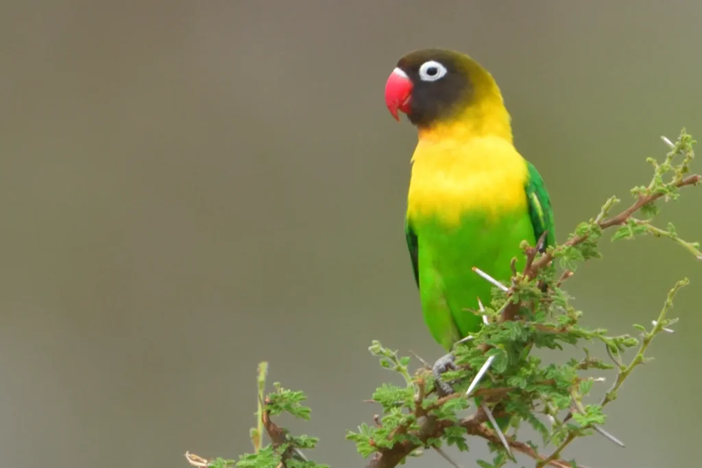 Yellow-collared Lovebird 12