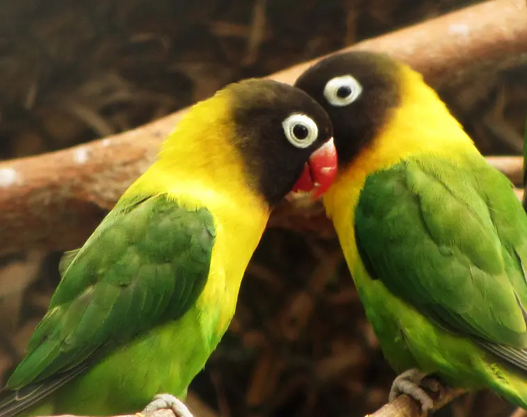 Yellow-collared Lovebird 13