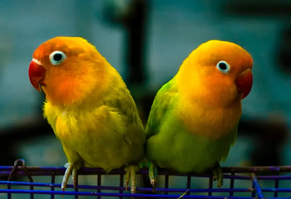 Yellow-collared Lovebird 15
