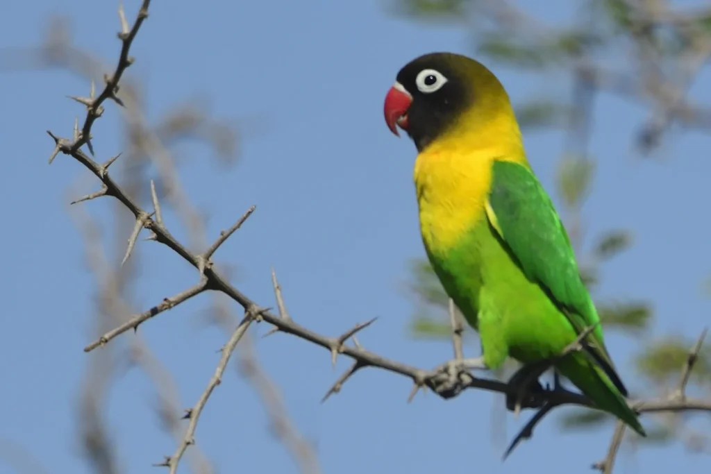 Yellow-collared Lovebird 6