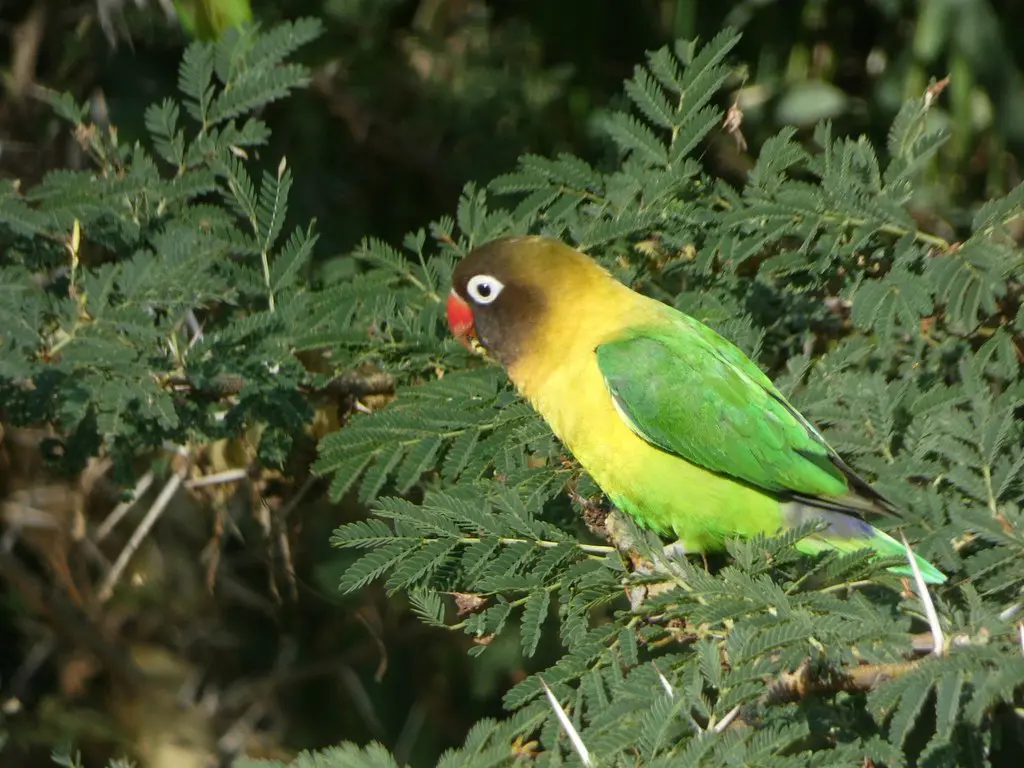 Yellow-collared Lovebird 9
