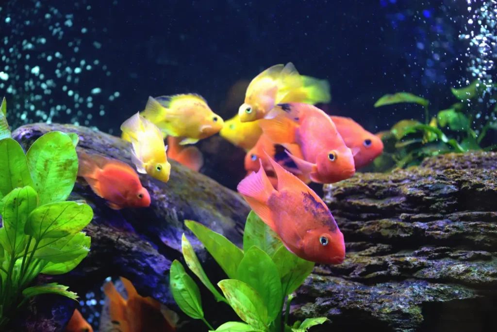 Beautiful-aquarium-with-blood-parrot-cichlid