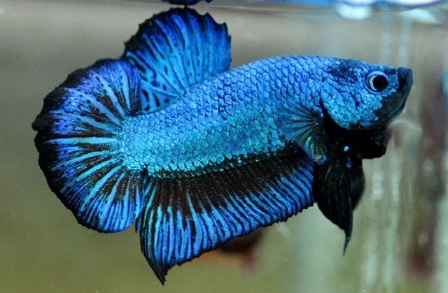 blue-colored fish species-8
