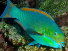 Bue-colored fish species 7