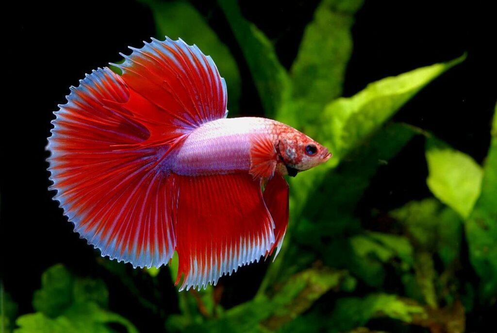 the-nine-most-colorful-and-beautiful-red-fish-species-1
