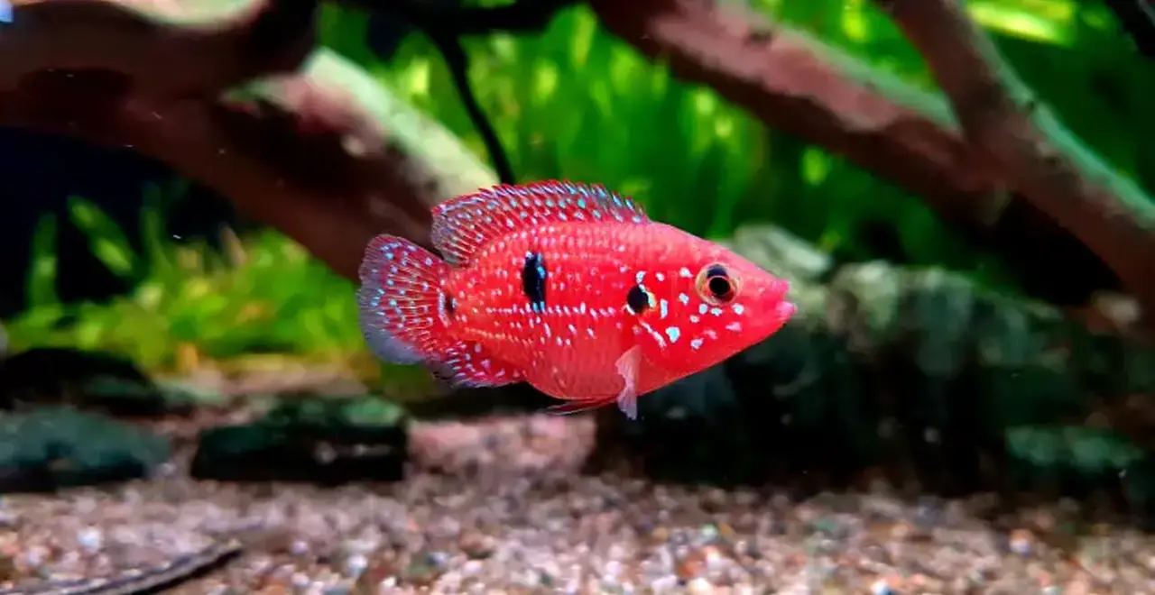 the-nine-most-colorful-and-beautiful-red-fish-species-11