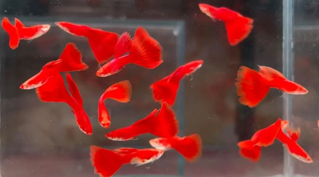 the-nine-most-colorful-and-beautiful-red-fish-species-2