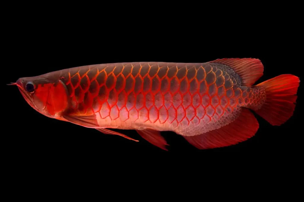the-nine-most-colorful-and-beautiful-red-fish-species-3