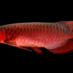 Red Fish 3