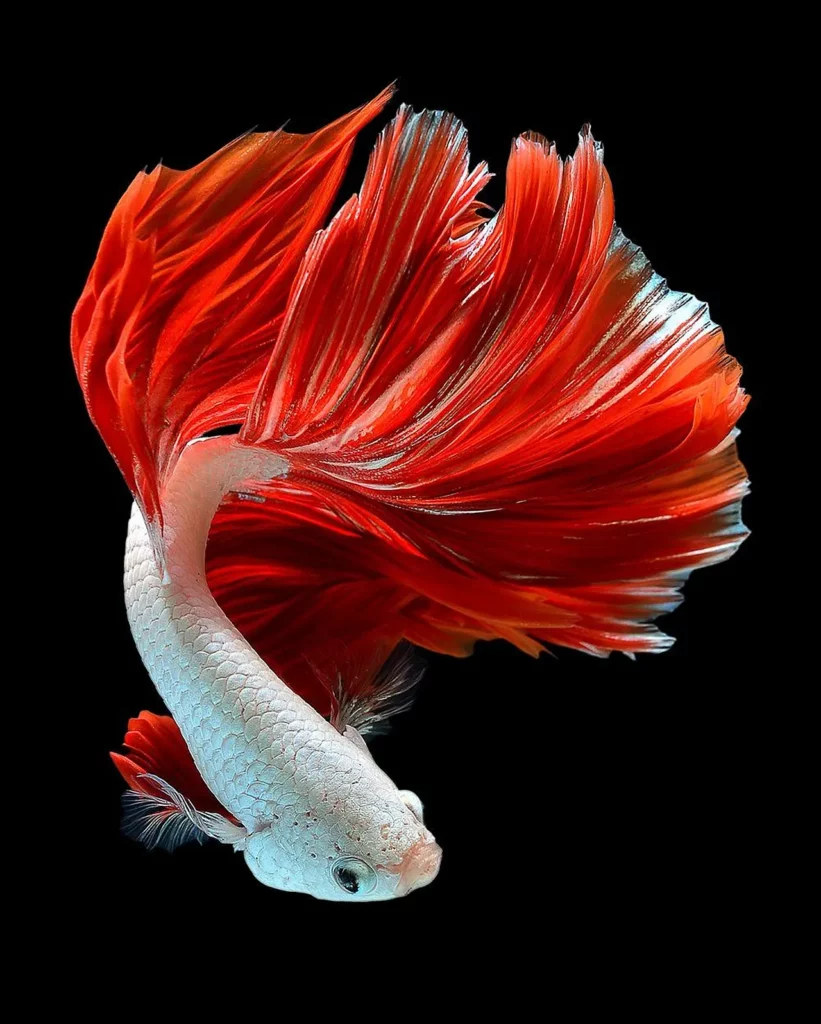 the-nine-most-colorful-and-beautiful-red-fish-species-1