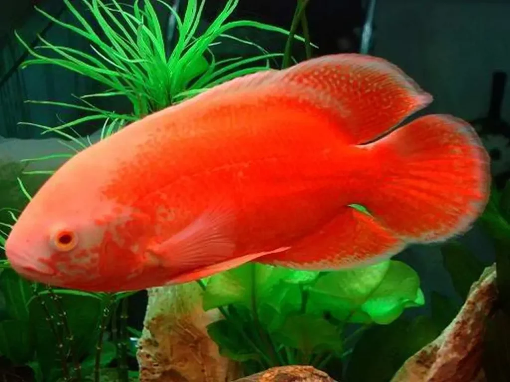 the-nine-most-colorful-and-beautiful-red-fish-species-6
