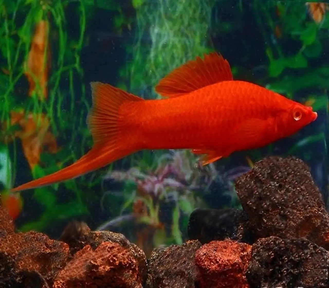the-nine-most-colorful-and-beautiful-red-fish-species-8