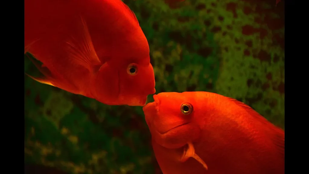 the-nine-most-colorful-and-beautiful-red-fish-species-9